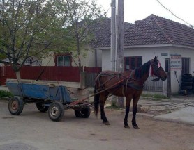 FOTO // 3 căruțași au fost amendați, după ce au fost depistați în stare de ebrietate